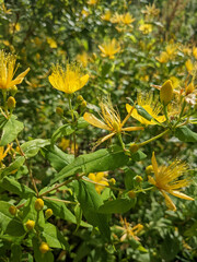 Hypericum hircinum majus