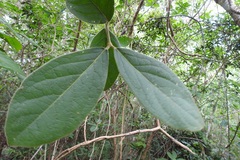 Bunchosia breedlovei