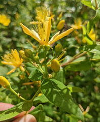 Hypericum hircinum majus