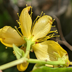 Hypericum hircinum majus