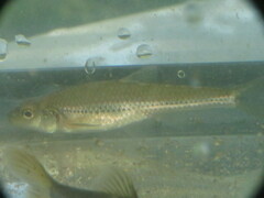 Notropis stramineus