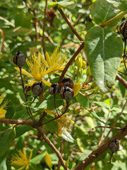 Hypericum hircinum majus