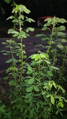 Crotalaria longirostrata