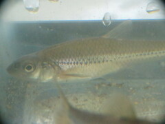 Notropis stramineus