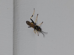 Sceliphron caementarium