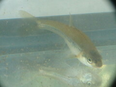 Notropis stramineus