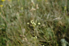 Rumia crithmifolia