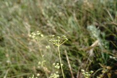 Rumia crithmifolia