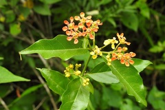 Tetrapterys schiedeana