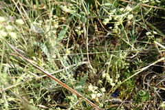 Rumia crithmifolia