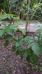 Capsicum chinense