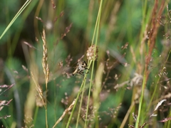 Eutolmus rufibarbis