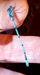 Enallagma doubledayi