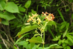 Tetrapterys schiedeana