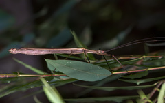 Paraphasma marginale