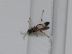 Sceliphron caementarium