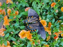 Papilio glaucus