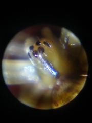 Anelosimus analyticus