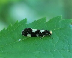 Triaxomera fulvimitrella