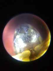 Anelosimus analyticus