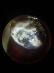 Anelosimus analyticus