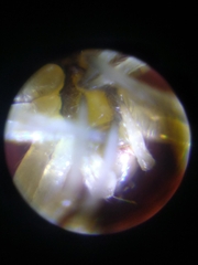 Anelosimus analyticus