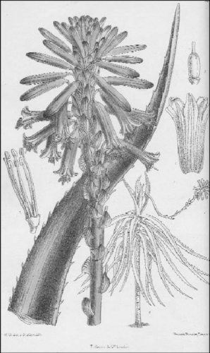 Aloe brachystachys