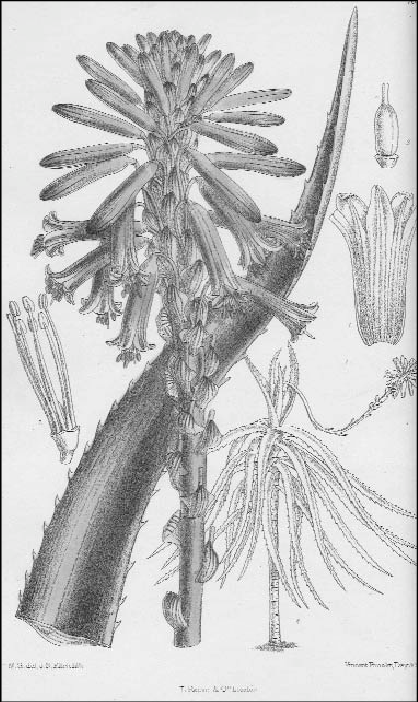 Aloe brachystachys