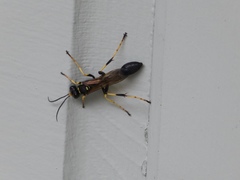 Sceliphron caementarium