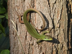Lacerta bilineata