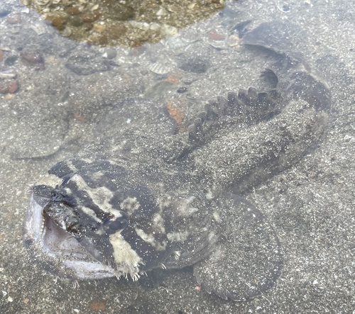 Pacific toadfish (Batrachoides pacifici) — Batrachoididae — 3