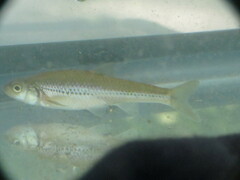 Notropis stramineus