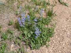 Penstemon virens