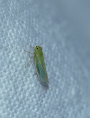 Cicadula