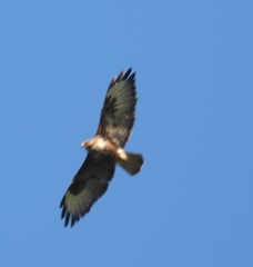 Buteo buteo