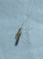 Ilisia maculata