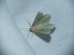 Hemithea aestivaria