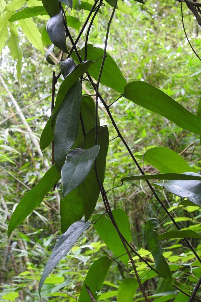 Abuta chiapasensis (Abuta chiapasensis)