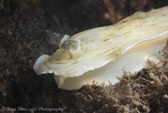 Aphelodoris varia