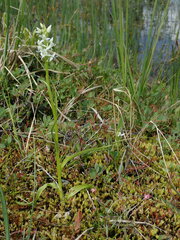 Platanthera dilatata