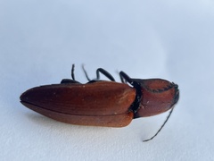 Elater ferrugineus