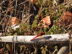 Crocothemis erythraea