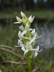 Platanthera dilatata