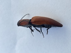 Elater ferrugineus