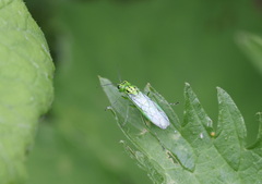 Rhogogaster punctulata