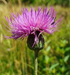 Cirsium tuberosum