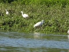 Egretta garzetta