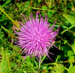 Cirsium tuberosum