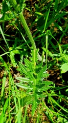 Cirsium tuberosum