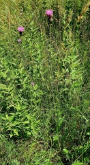 Cirsium tuberosum